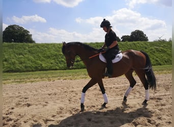 Engels volbloed, Ruin, 5 Jaar, 166 cm, Bruin