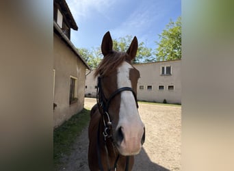 Engels volbloed, Ruin, 5 Jaar, 166 cm, Donkere-vos