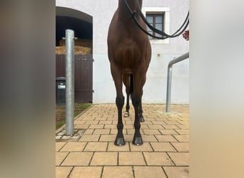 Engels volbloed, Ruin, 5 Jaar, 168 cm, Bruin