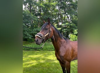 Engels volbloed, Ruin, 5 Jaar, 171 cm, Bruin