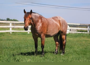 Engels volbloed Mix, Ruin, 5 Jaar, 173 cm, Roan-Bay