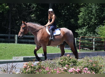 Engels volbloed Mix, Ruin, 5 Jaar, 173 cm, Roan-Bay