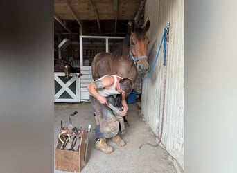 Engels volbloed Mix, Ruin, 5 Jaar, 173 cm, Roan-Bay