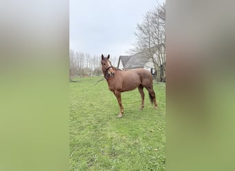 Engels volbloed, Ruin, 6 Jaar, 163 cm, Donkere-vos