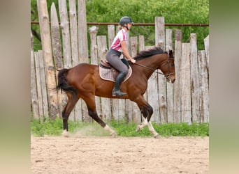 Engels volbloed Mix, Ruin, 6 Jaar, 163 cm, Roodbruin