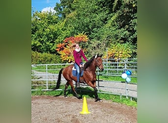 Engels volbloed, Ruin, 6 Jaar, 165 cm, Bruin