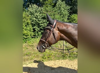 Englisches Vollblut, Wallach, 6 Jahre, 167 cm, Dunkelbrauner