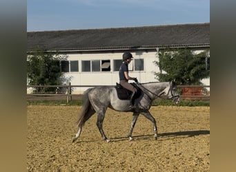 Engels volbloed, Ruin, 7 Jaar, 159 cm, Schimmel