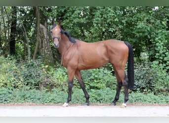 Engels volbloed, Ruin, 7 Jaar, 163 cm, Bruin