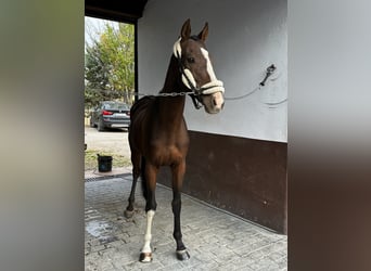 Engels volbloed, Ruin, 7 Jaar, 165 cm, Bruin