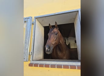 Engels volbloed, Ruin, 8 Jaar, 165 cm, Bruin