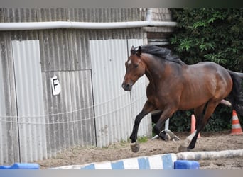 Englisches Vollblut, Wallach, 8 Jahre, 168 cm, Dunkelbrauner