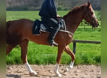 Engels volbloed, Ruin, 8 Jaar, Vos