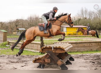 Engels volbloed, Ruin, 9 Jaar, 170 cm, Bruin