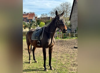 Engels volbloed, Ruin, 9 Jaar, 180 cm, Bruin