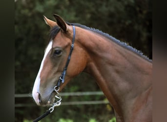 Engelskt fullblod, Hingst, 1 år, 148 cm, Brun