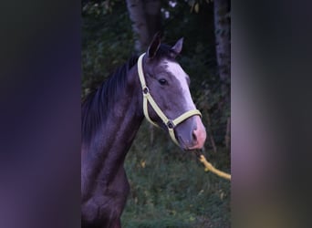 Engelskt fullblod, Hingst, 1 år, 156 cm, Grå