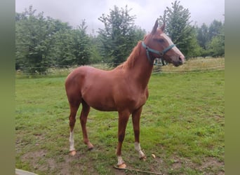 Engelskt fullblod, Hingst, 1 år, 160 cm, fux