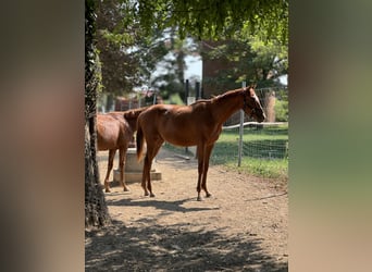 Engelskt fullblod, Hingst, 1 år, Fux