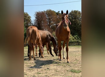 Engelskt fullblod, Hingst, 1 år, Fux