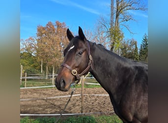 Engelskt fullblod, Hingst, 2 år, 160 cm, Mörkbrun