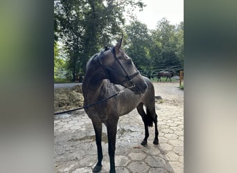 Engelskt fullblod, Hingst, 3 år, 165 cm, Grå