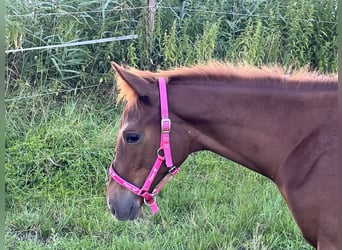 Engelskt fullblod, Hingst, Föl (03/2024), 165 cm, Fux