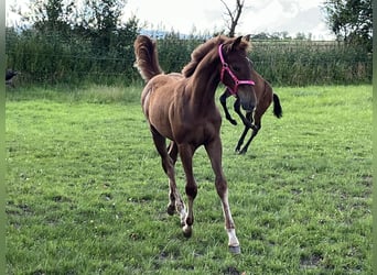 Engelskt fullblod, Hingst, Föl (03/2024), 165 cm, Fux