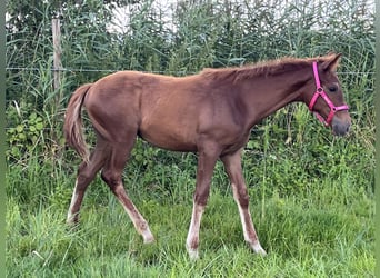 Engelskt fullblod, Hingst, Föl (03/2024), 165 cm, Fux