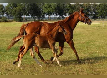 Engelskt fullblod, Hingst, Föl (04/2024), fux