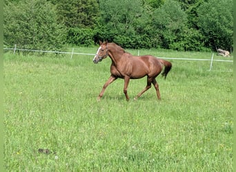 Engelskt fullblod, Sto, 13 år, 165 cm, fux