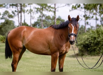 Engelskt fullblod, Sto, 2 år, 168 cm, Brun