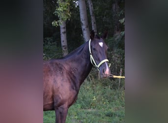 Engelskt fullblod, Sto, 3 år, 162 cm, Svart