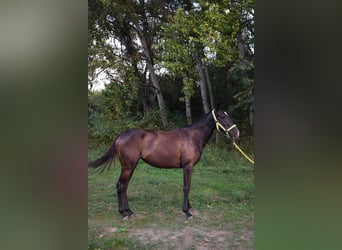 Engelskt fullblod, Sto, 3 år, 162 cm, Svart