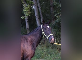 Engelskt fullblod, Sto, 3 år, 162 cm, Svart