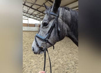 Engelskt fullblod, Sto, 4 år, 162 cm, Grå-mörk-brun