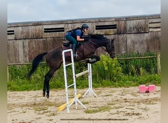 Engelskt fullblod, Sto, 4 år, Rökfärgad svart