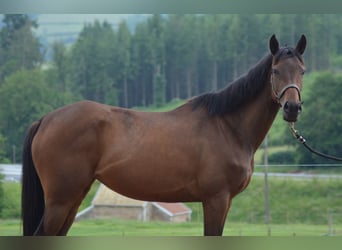 Engelskt fullblod, Sto, 5 år, 160 cm