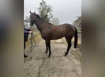 Engelskt fullblod, Sto, 5 år, Brun