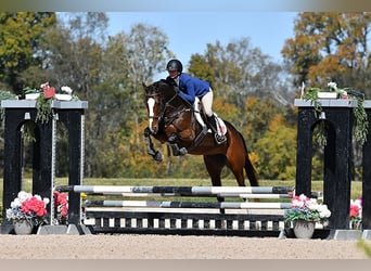 Engelskt fullblod, Sto, 6 år, 163 cm, Brun