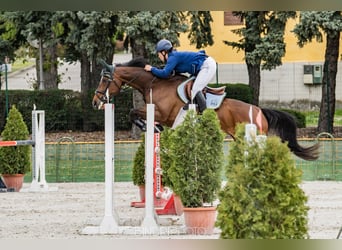 Engelskt fullblod, Sto, 7 år, 163 cm, Brun