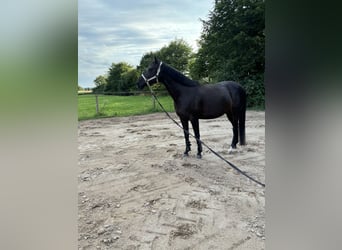 Engelskt fullblod, Sto, 8 år, 160 cm, Rökfärgad svart