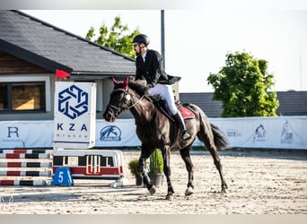 Engelskt fullblod, Sto, 9 år, 166 cm, Mörkbrun