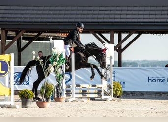 Engelskt fullblod, Sto, 9 år, 166 cm, Mörkbrun