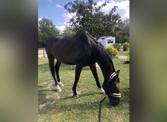 Engelskt fullblod, Valack, 10 år, 165 cm, Rökfärgad svart