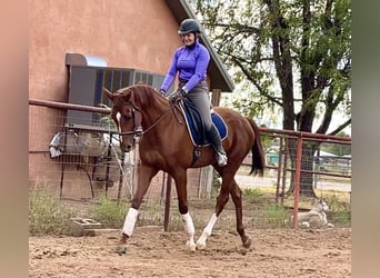 Engelskt fullblod, Valack, 11 år, 163 cm, Fux