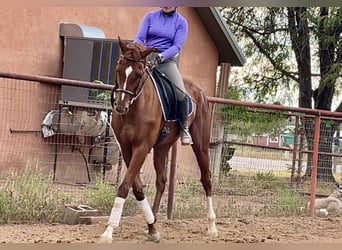 Engelskt fullblod, Valack, 11 år, 163 cm, Fux