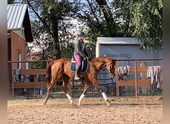 Engelskt fullblod, Valack, 11 år, 163 cm, Fux