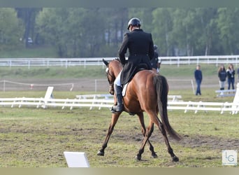 Engelskt fullblod, Valack, 11 år, 165 cm, Brun