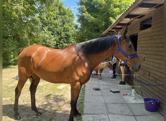 Engelskt fullblod, Valack, 12 år, 163 cm, Brun